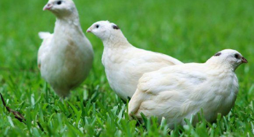 Kolik může křepelka přibrat?